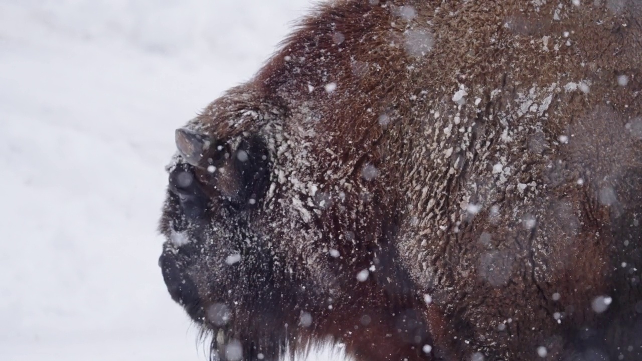 德国图林根州冬季野生牦牛上的降雪视频素材