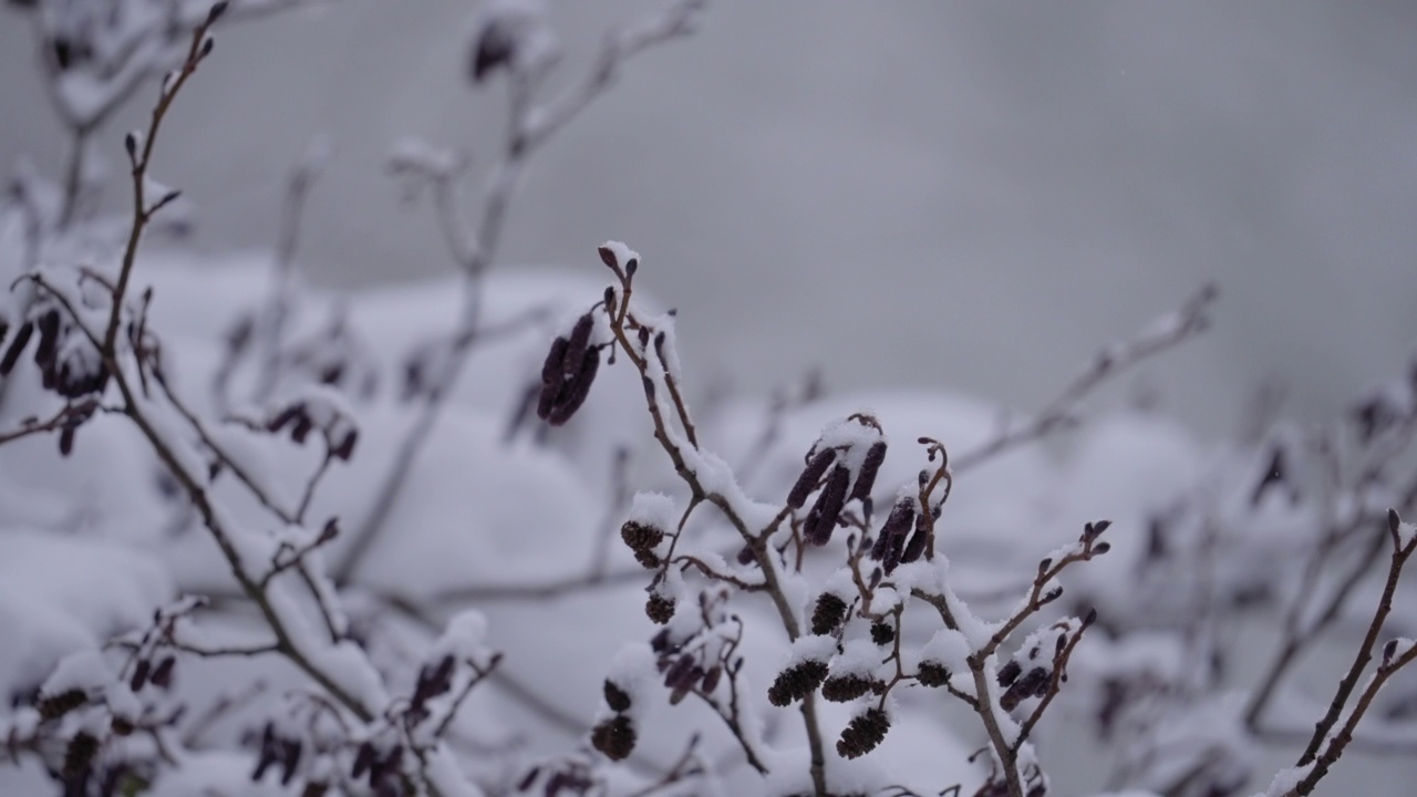 在森林里的针叶树上美丽的降雪——图林根州，德国视频素材