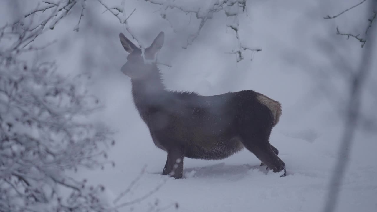 德国图林根州，小鹿站在雪地上的照片视频素材