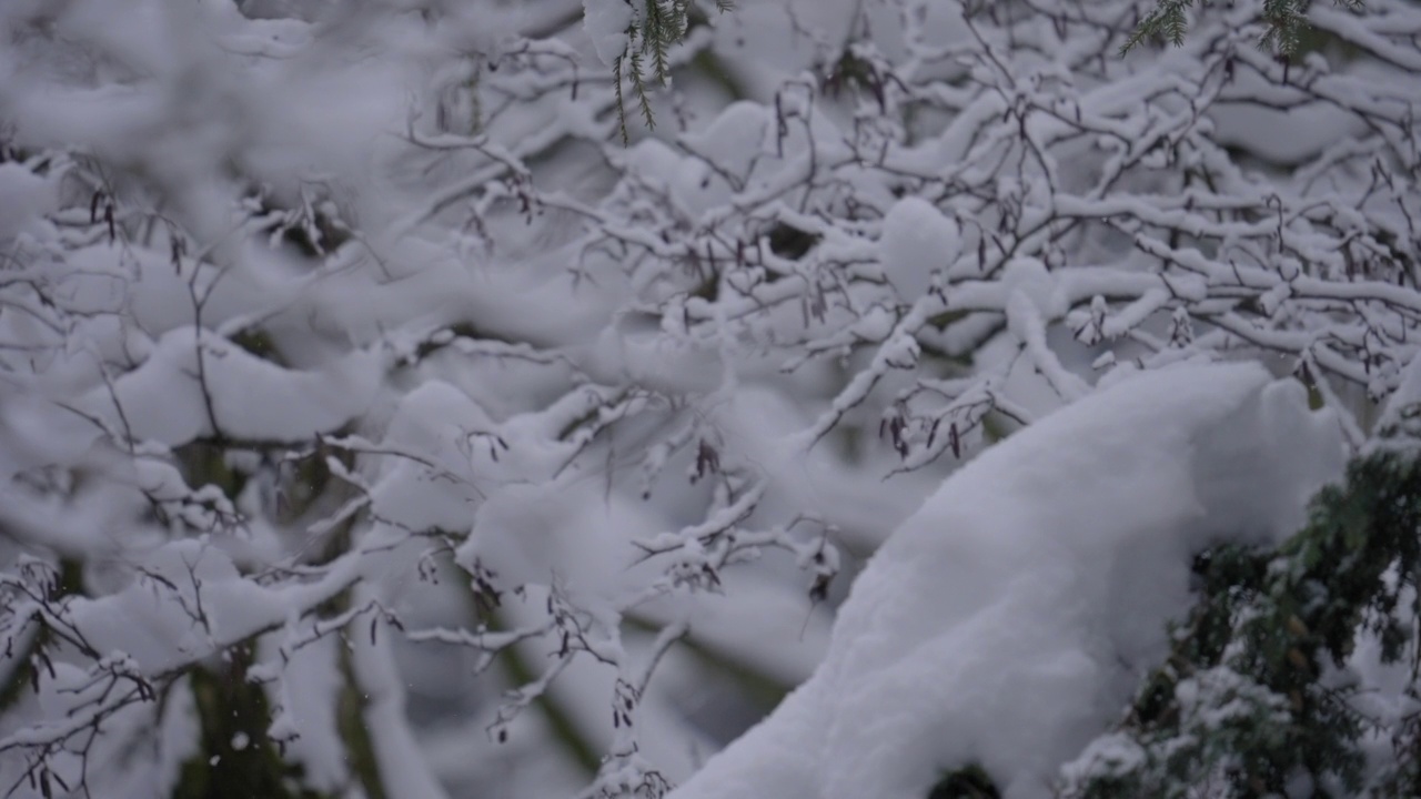 德国图林根州冬季森林中田园诗般的降雪视频素材