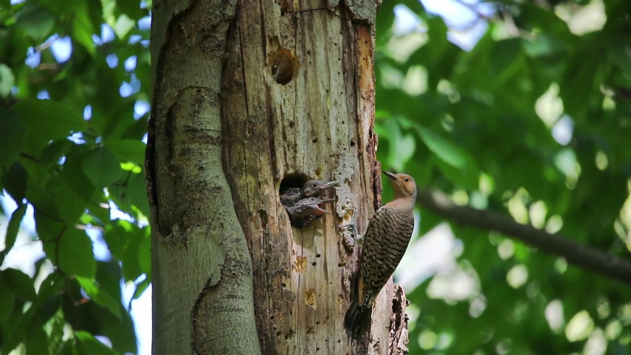 北极光(Colaptes auratus)视频素材