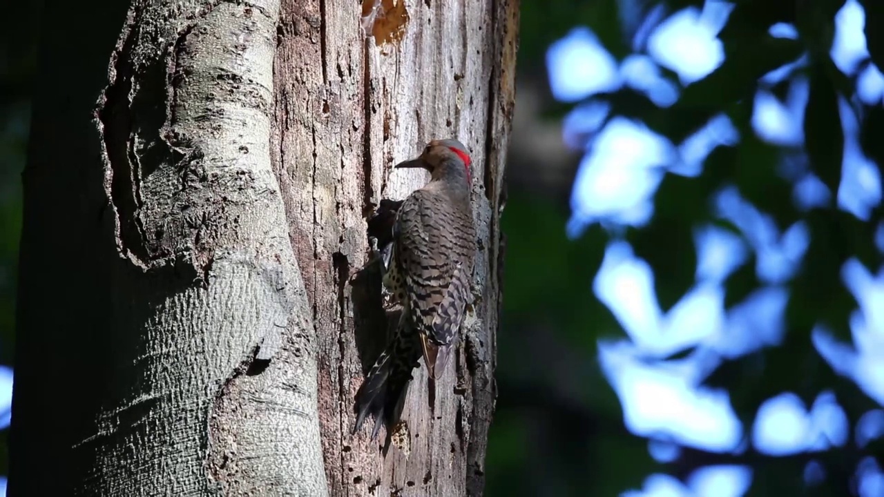 北极光(Colaptes auratus)视频素材