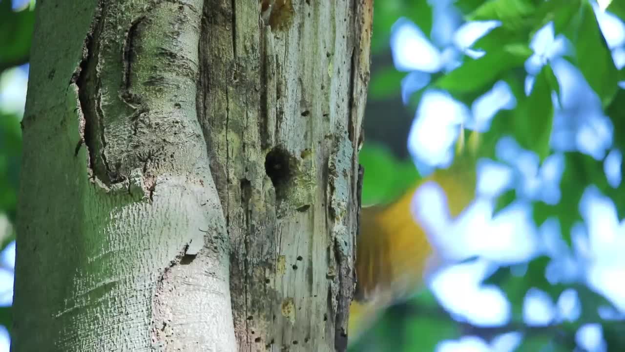 北极光(Colaptes auratus)视频素材