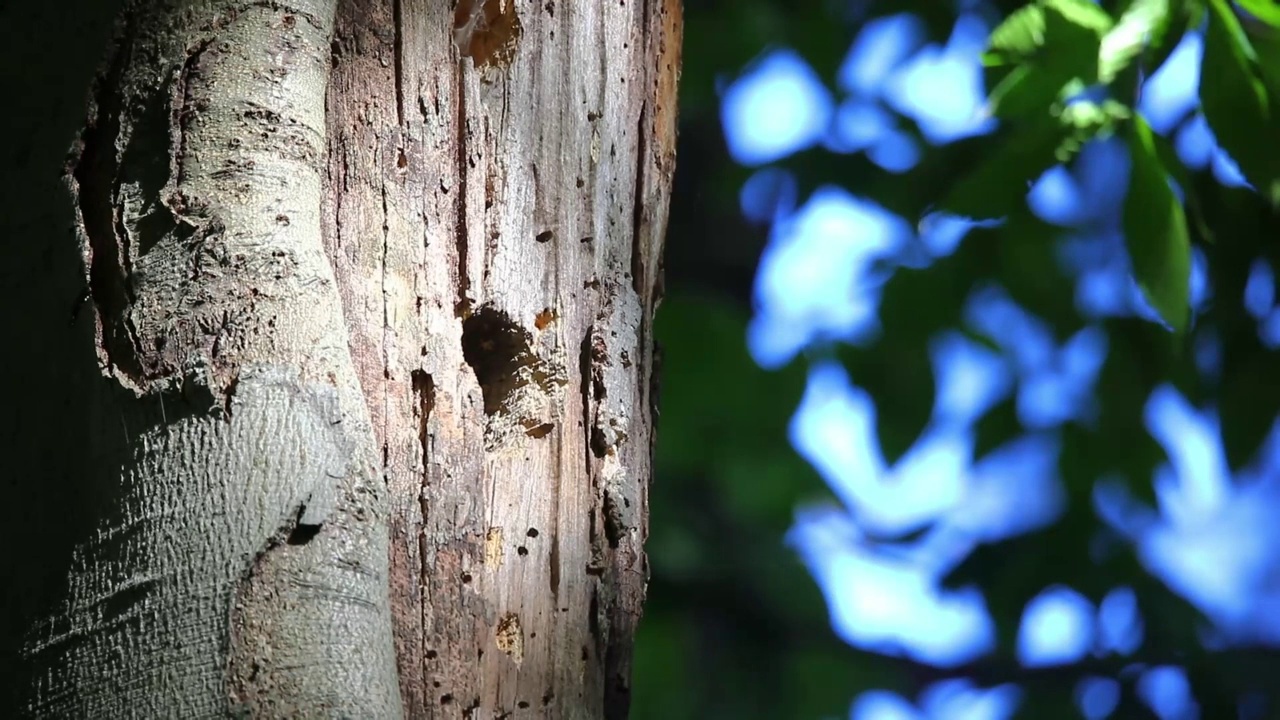 北极光(Colaptes auratus)视频素材