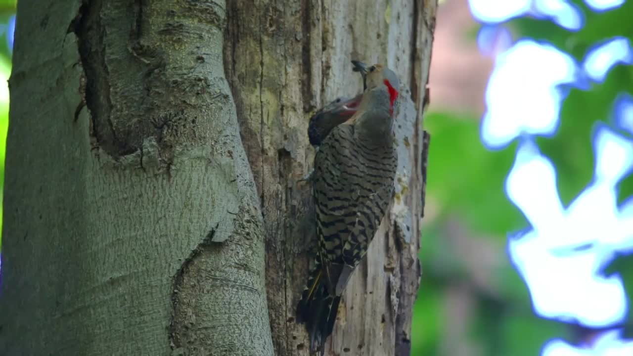 北极光(Colaptes auratus)视频素材