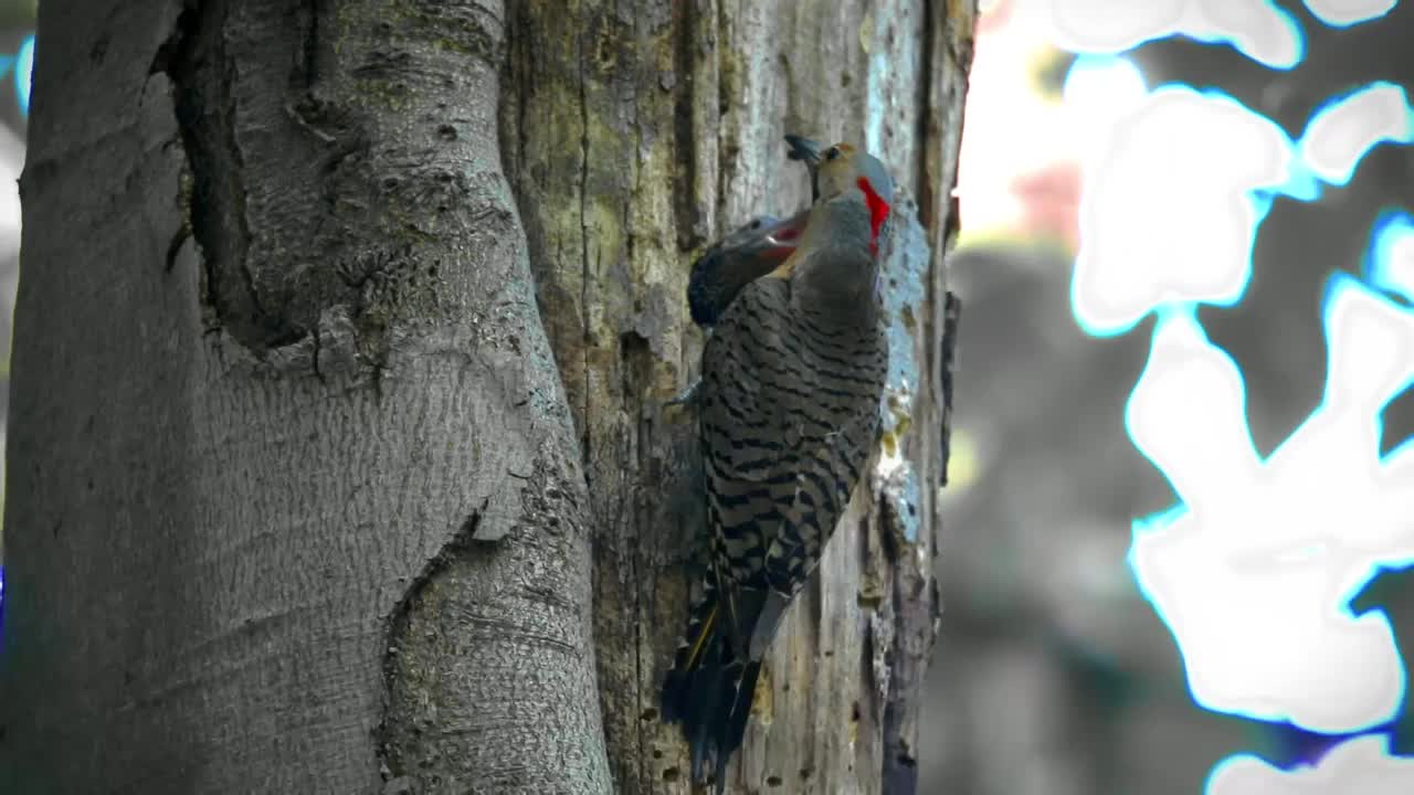 北极光(Colaptes auratus)视频素材