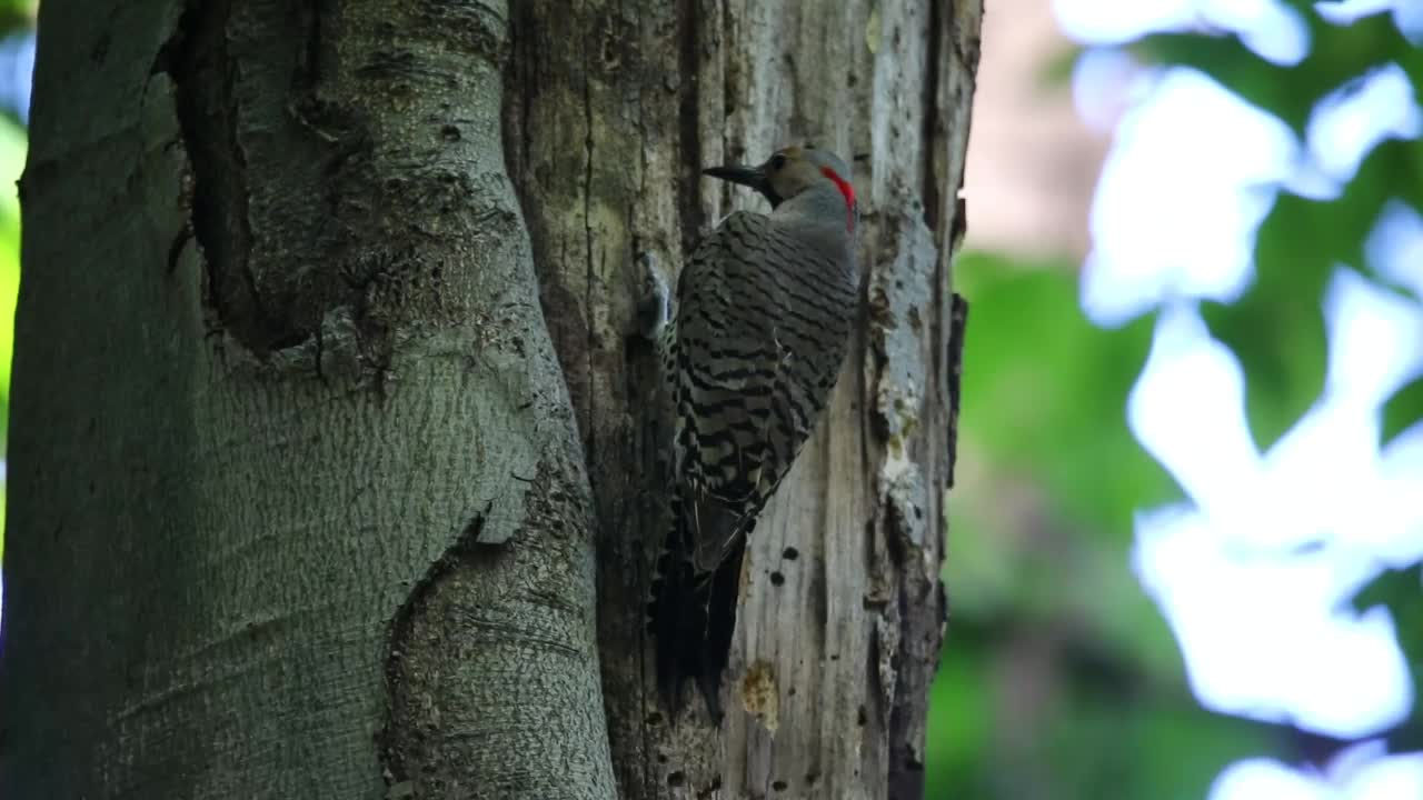 北极光(Colaptes auratus)视频素材