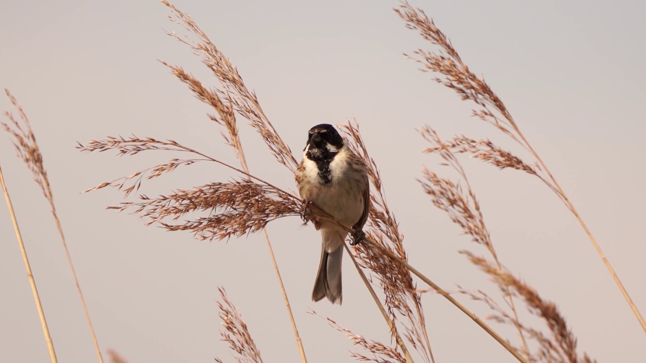 一只雄性Reed Bunting (Emberiza schoeniclus)在芦苇羽毛的顶端大声歌唱视频素材