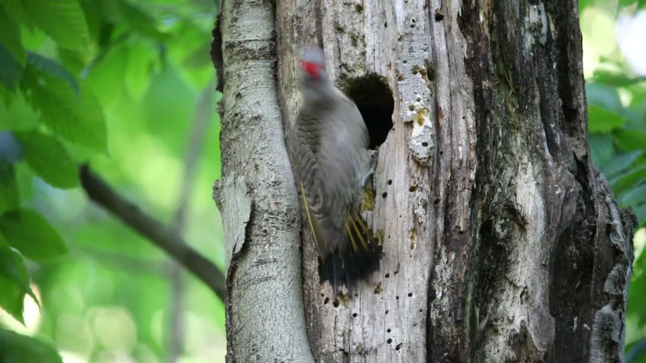 北极光(Colaptes auratus)视频素材