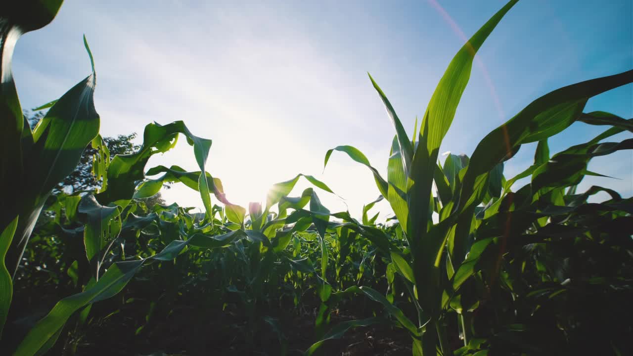 玉米玉米在农业种植与蓝天视频素材