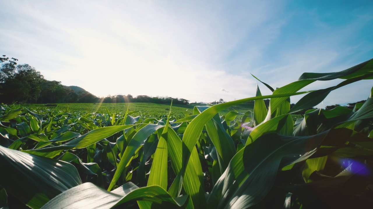 玉米玉米在农业种植与蓝天视频素材