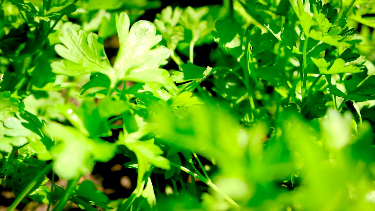 花园里种着青菜、欧芹和小茴香。有选择性的重点。大自然。视频素材