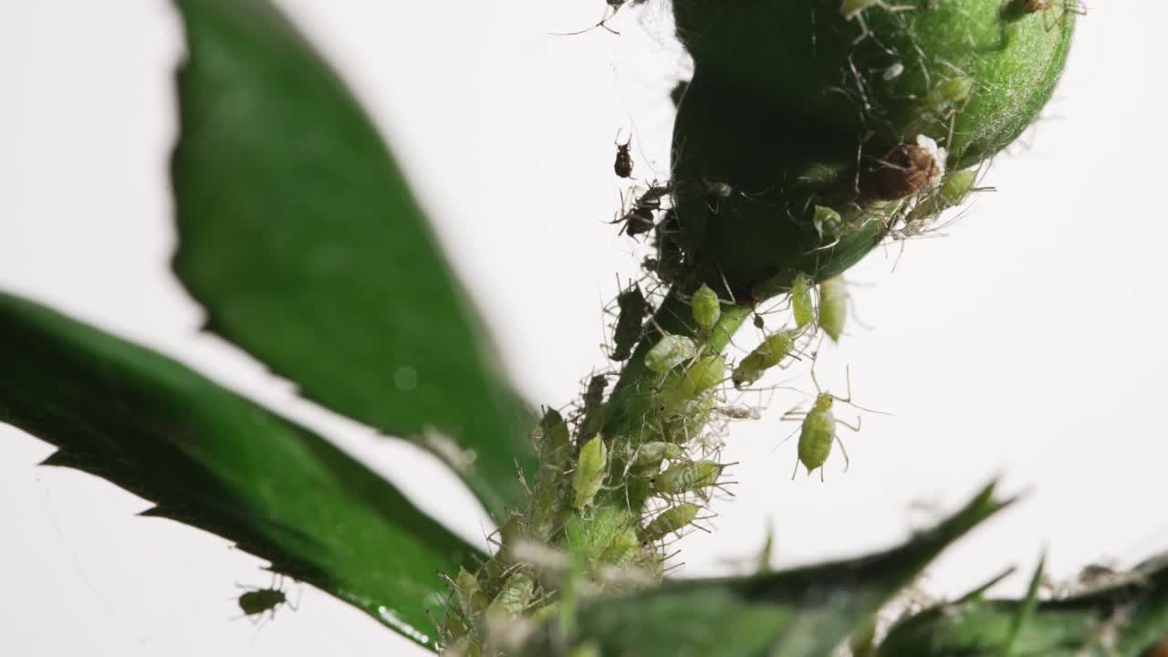 蚜虫:幼嫩植物上的蚜虫视频素材