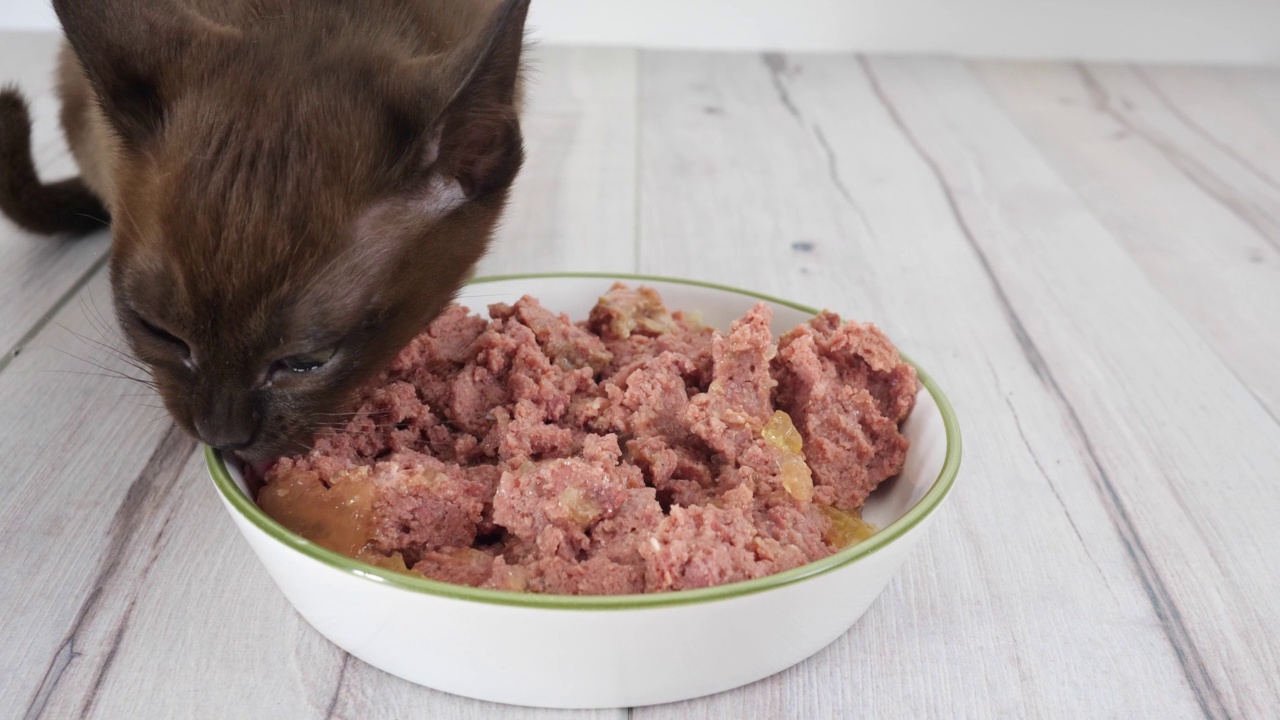 小猫从一个大碗里吃湿的食物。健康的猫粮和宠物体重控制，不吃干粮视频素材