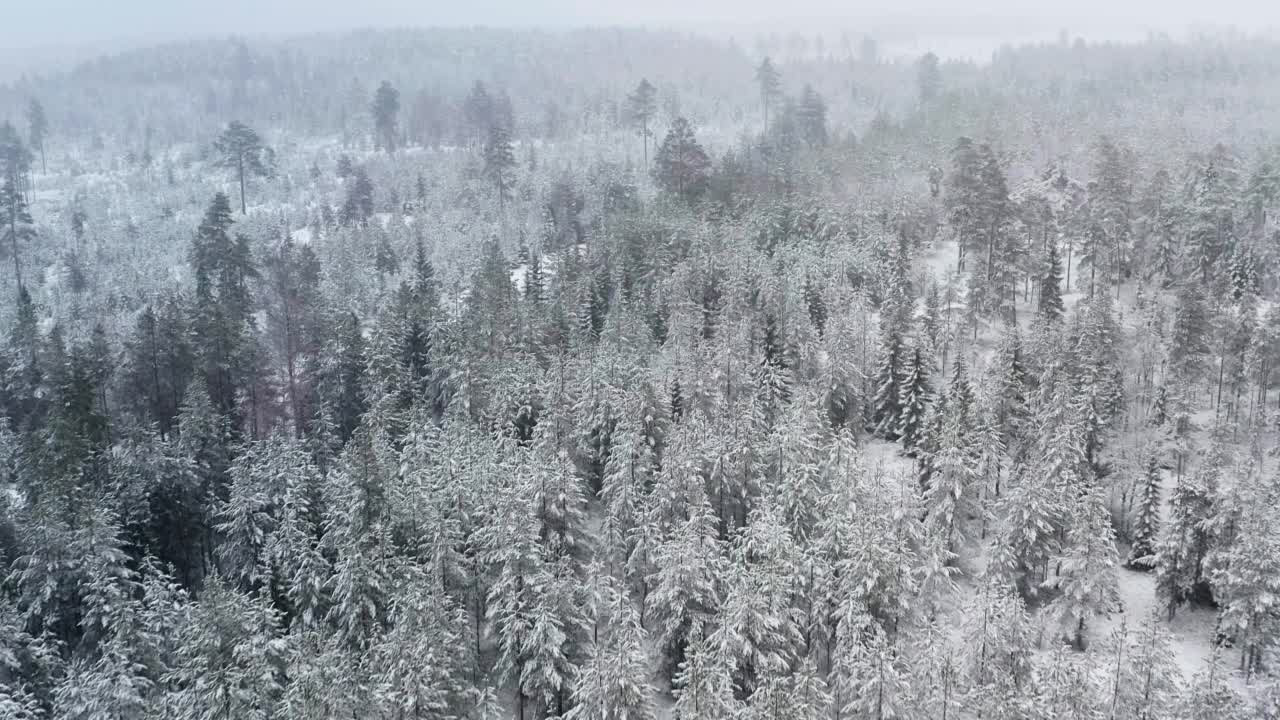 在瑞典北部山区的雪景中，飞行接近被雪覆盖的松树林的风景航拍镜头视频素材