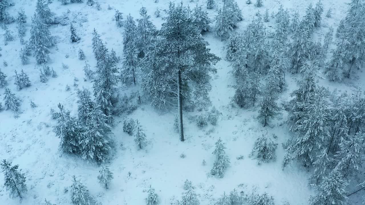 在下雪期间飞回被雪覆盖的松树林的风景航拍镜头，瑞典北部白色的冬季景观视频素材