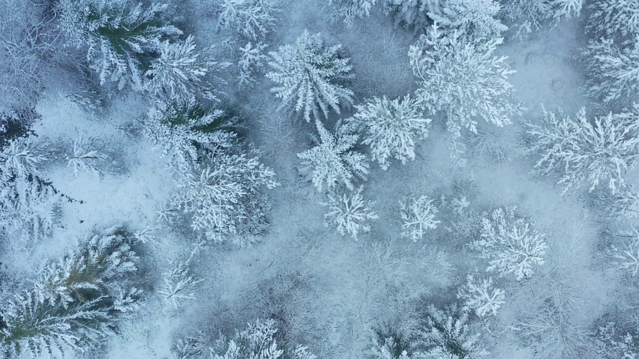 壮观的空中俯瞰积雪覆盖的松树林在下雪期间，白色的冬季景观在瑞典北部视频素材