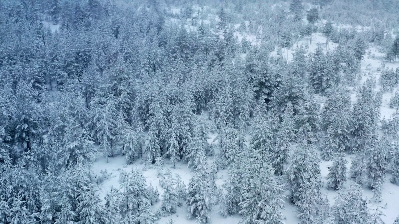 在下雪期间，航拍到在被雪覆盖的松树林上空缓慢飞行的镜头，大大的雪花在周围飞舞。瑞典北部白色的冬季景观视频素材