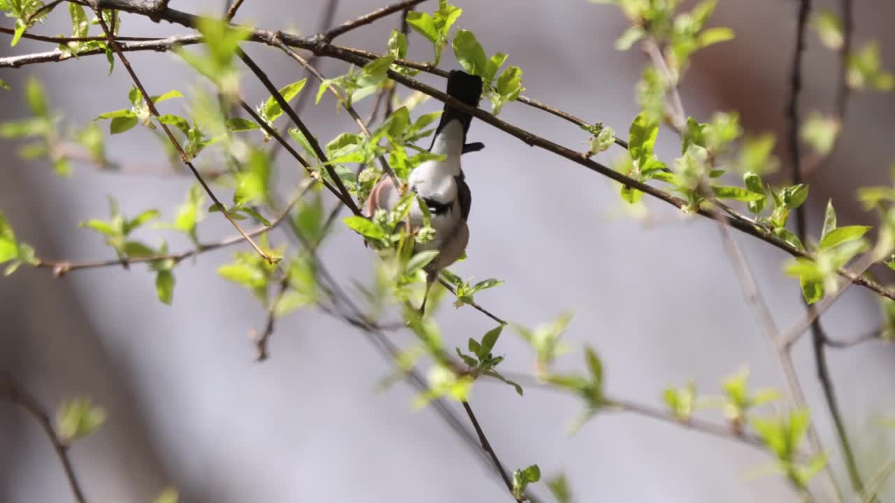 在Prunus padus(欧洲鸟樱桃)吃嫩枝的欧亚红腹灰雀/韩国视频素材