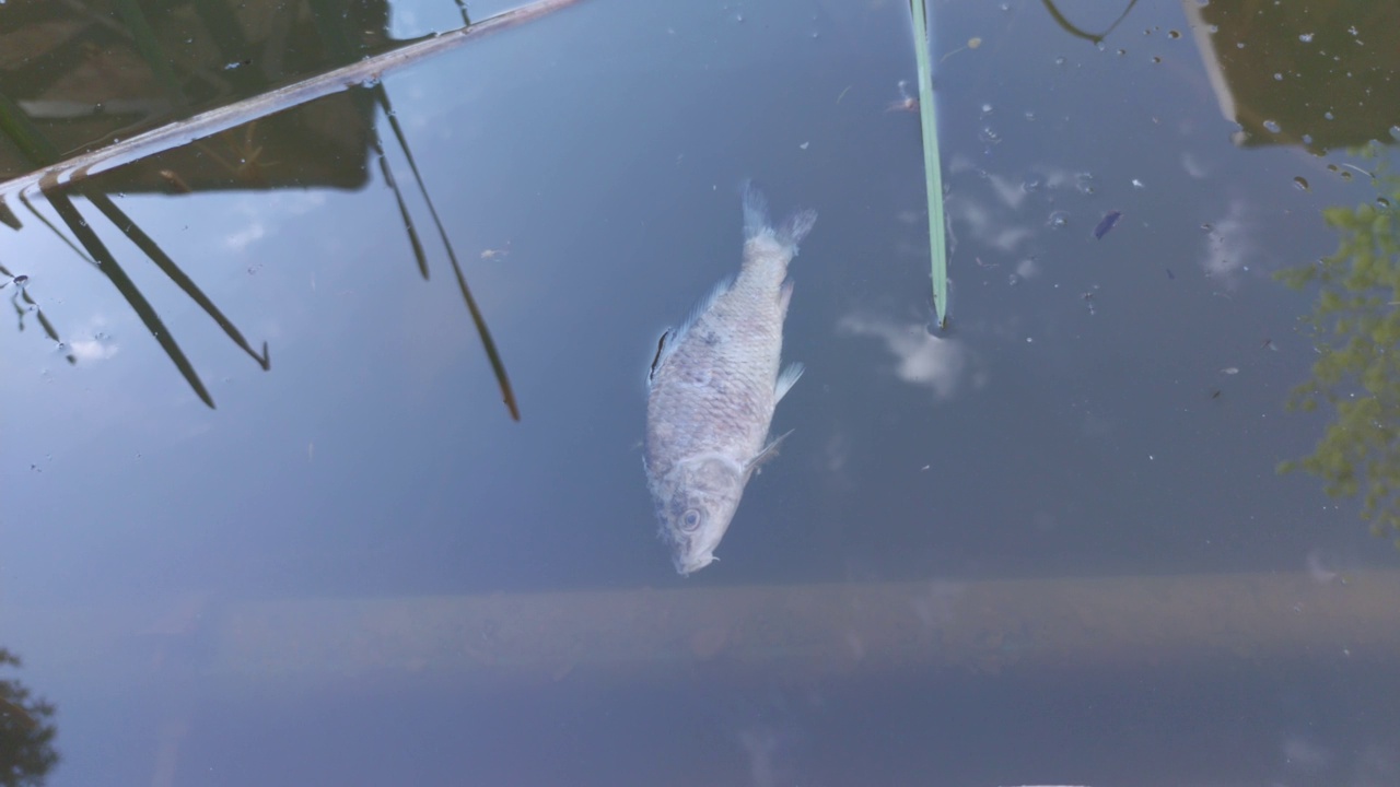 水里的死鱼视频素材