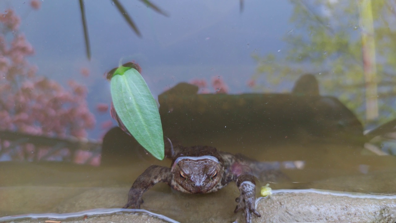 青蛙坐在水里视频素材