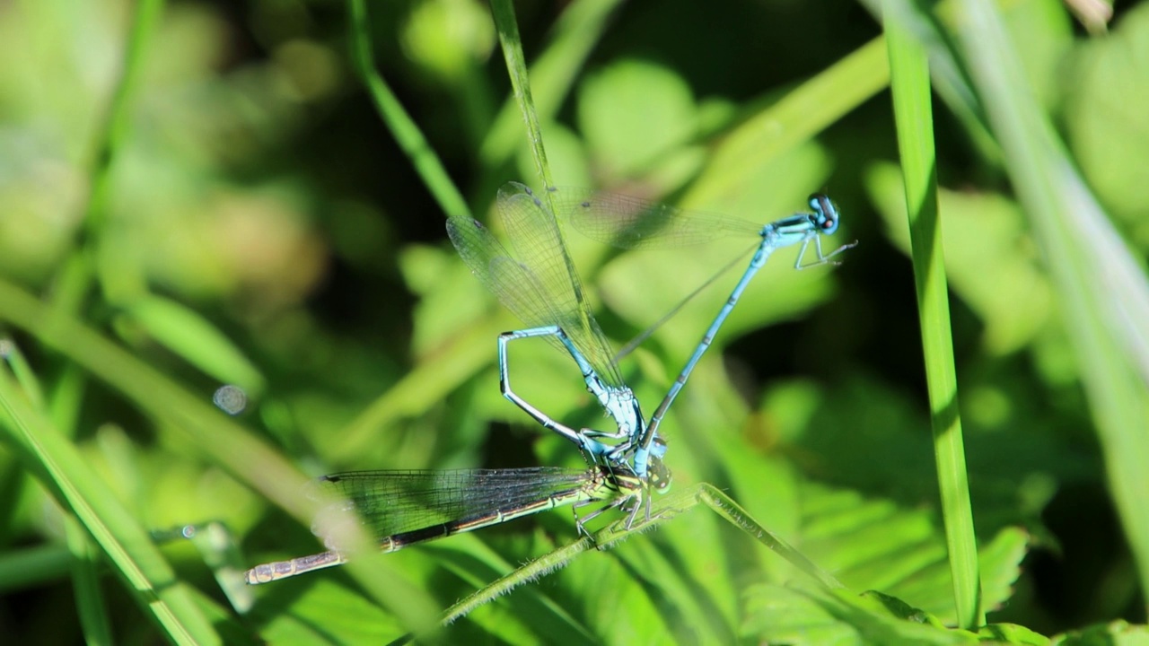 天蓝色豆娘交配，Coenagrion puella视频素材