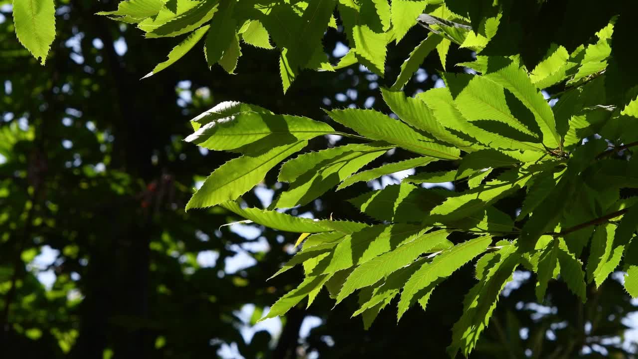 位于托斯卡纳亚平宁山脉上的栗树林。美丽的栗叶背光在夏天的风摇曳。意大利视频素材