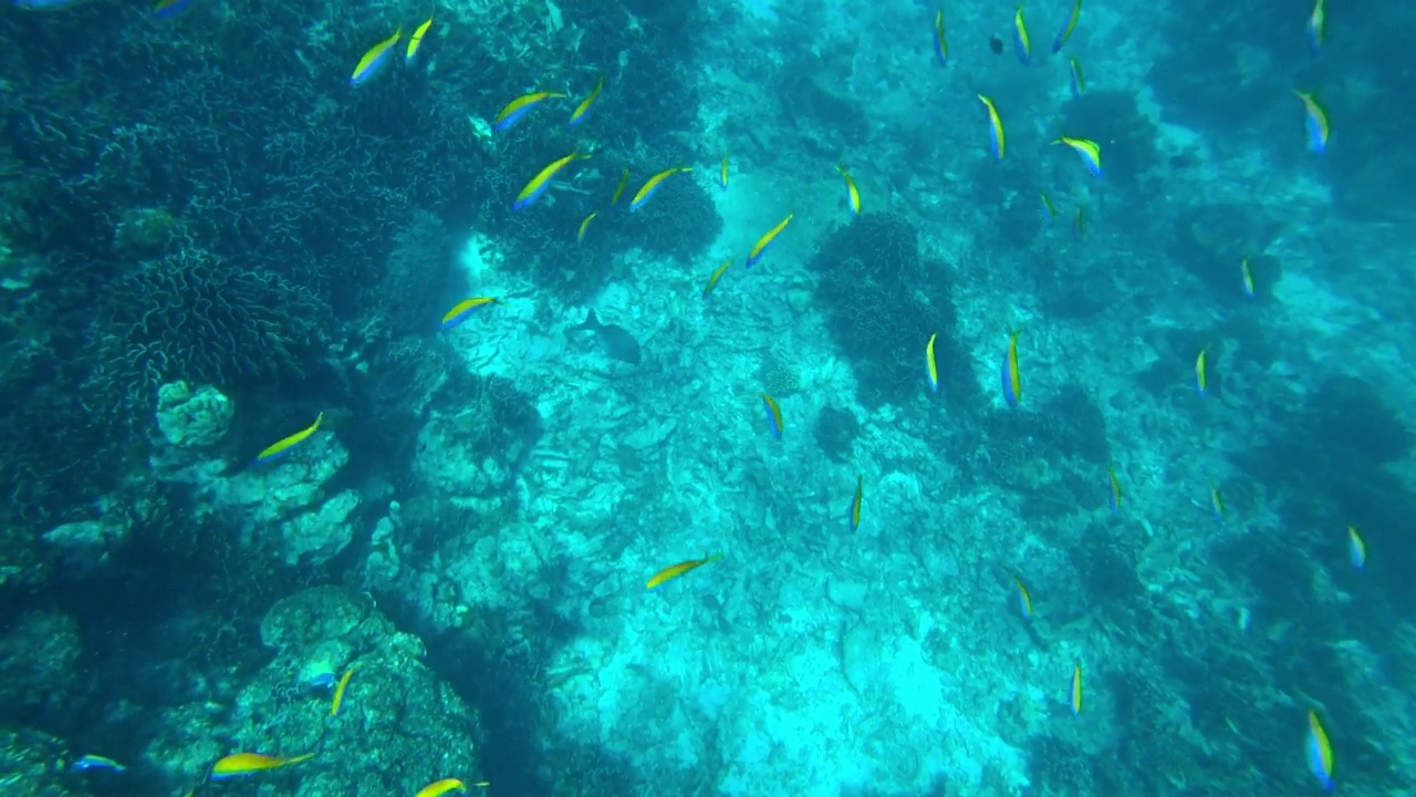 在安达曼海浮潜。珊瑚是死亡视频素材