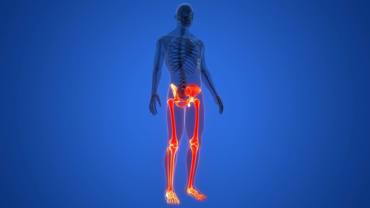 人体骨骼系统下肢骨关节解剖动画概念视频素材