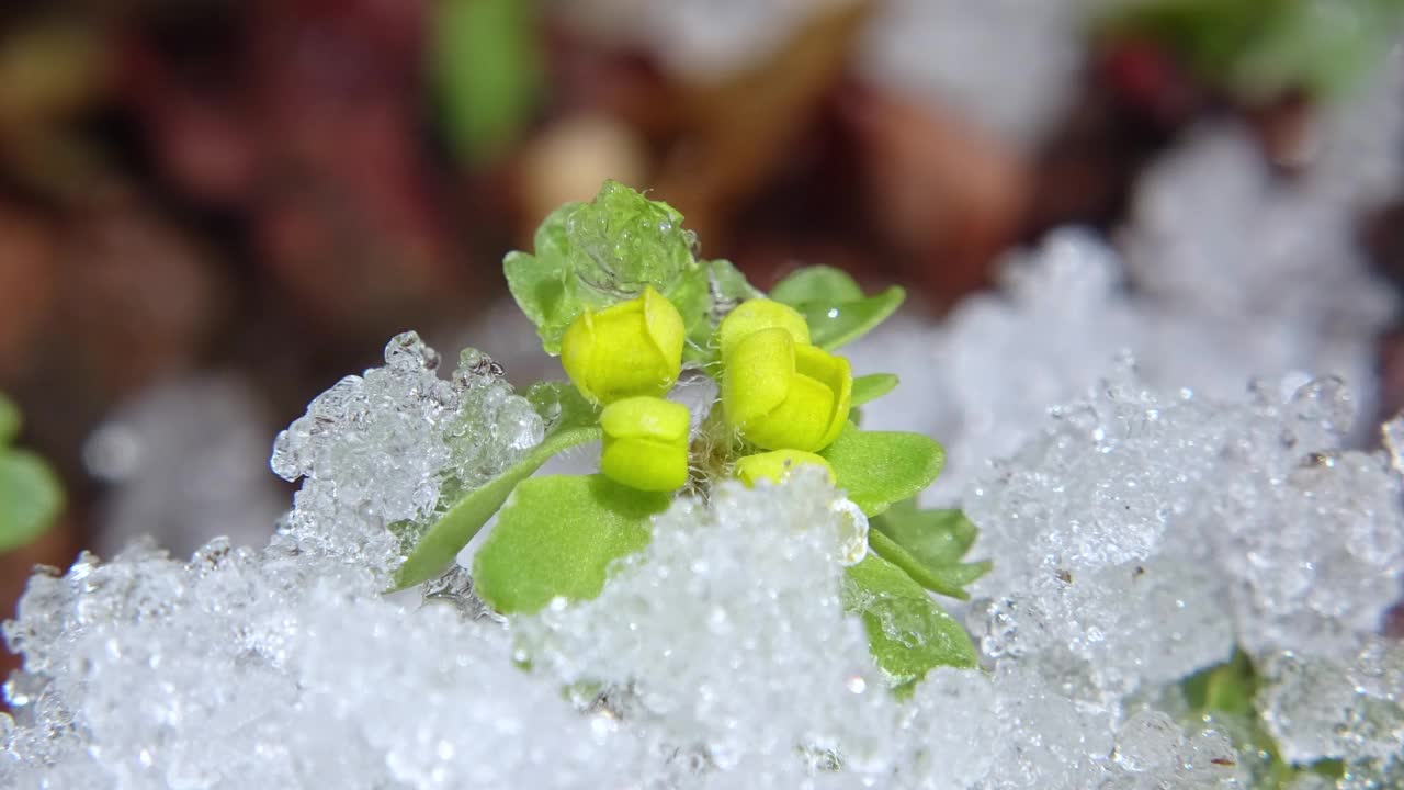 韩国大榄周围的积雪融化过程视频素材