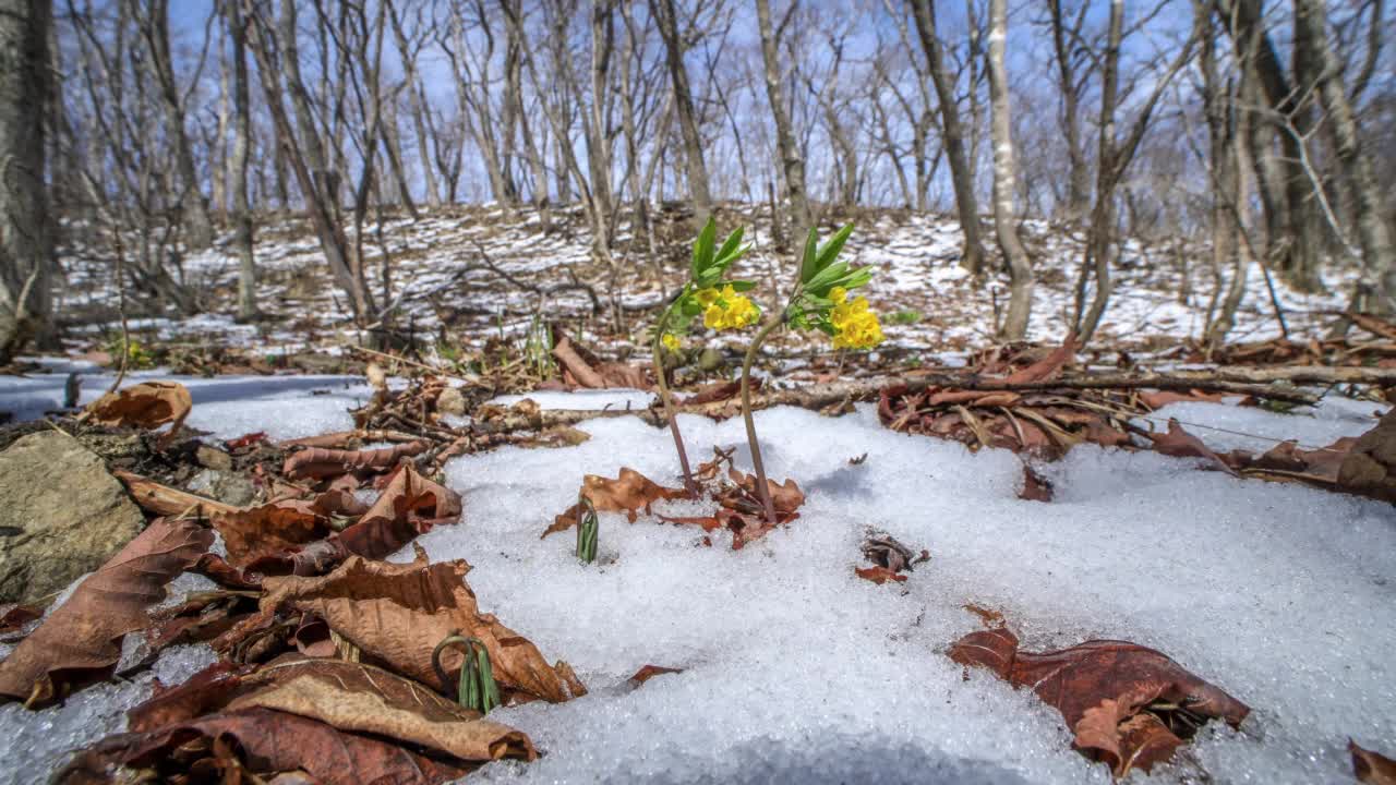 被雪覆盖的Leontice microrhyncha周围的雪融化过程/韩国视频素材