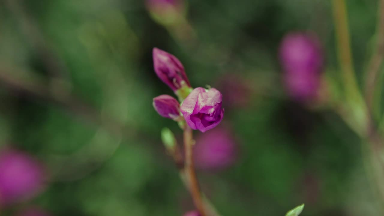 杜鹃花盛开/韩国视频素材