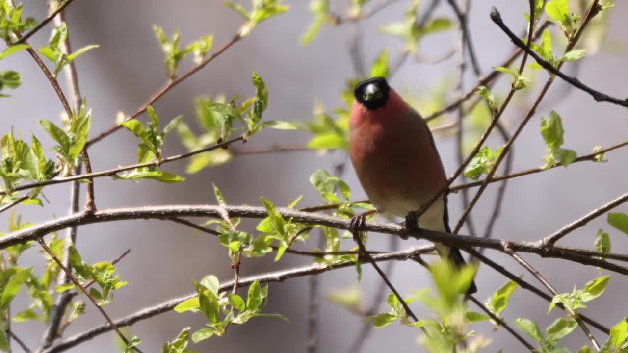 在Prunus padus(欧洲鸟樱桃)吃嫩枝的欧亚红腹灰雀/韩国视频素材