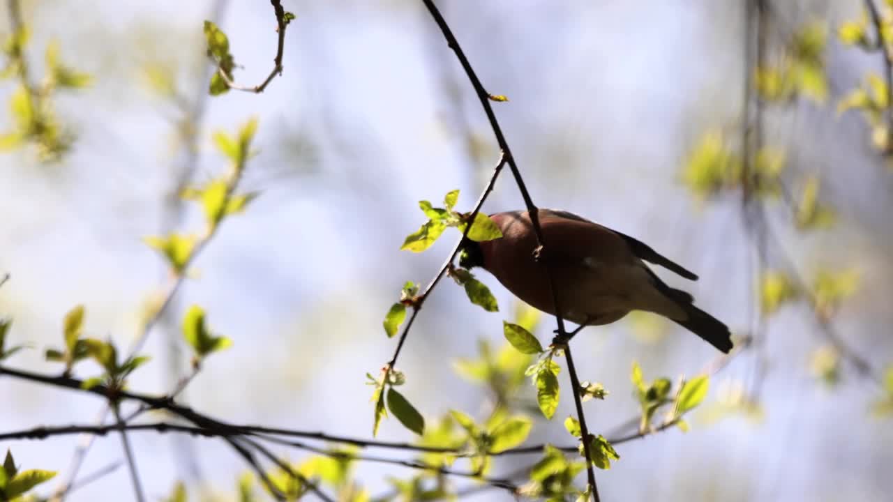 在Prunus padus(欧洲鸟樱桃)吃嫩枝的欧亚红腹灰雀/韩国视频素材