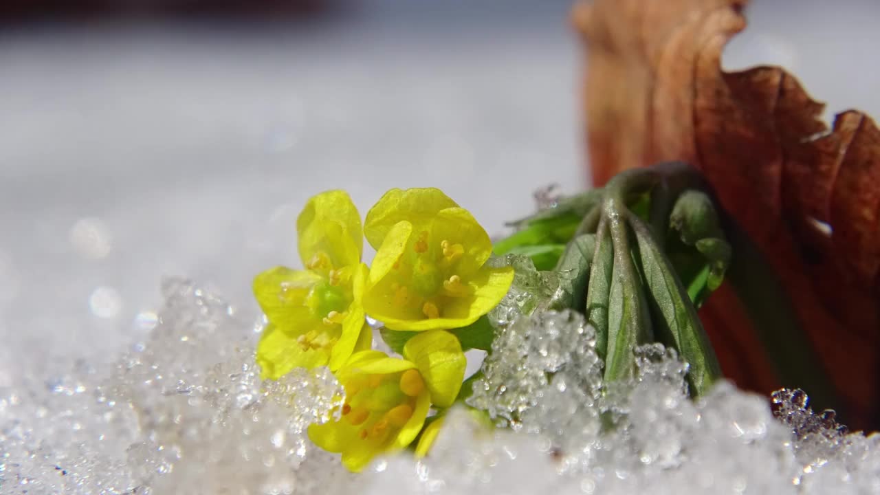 韩国大榄周围的积雪融化过程视频素材