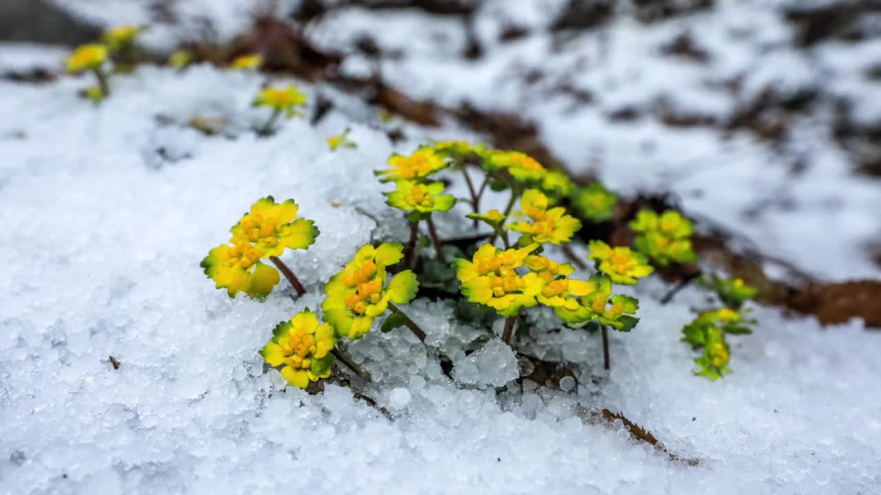 韩国大榄周围的积雪融化过程视频素材