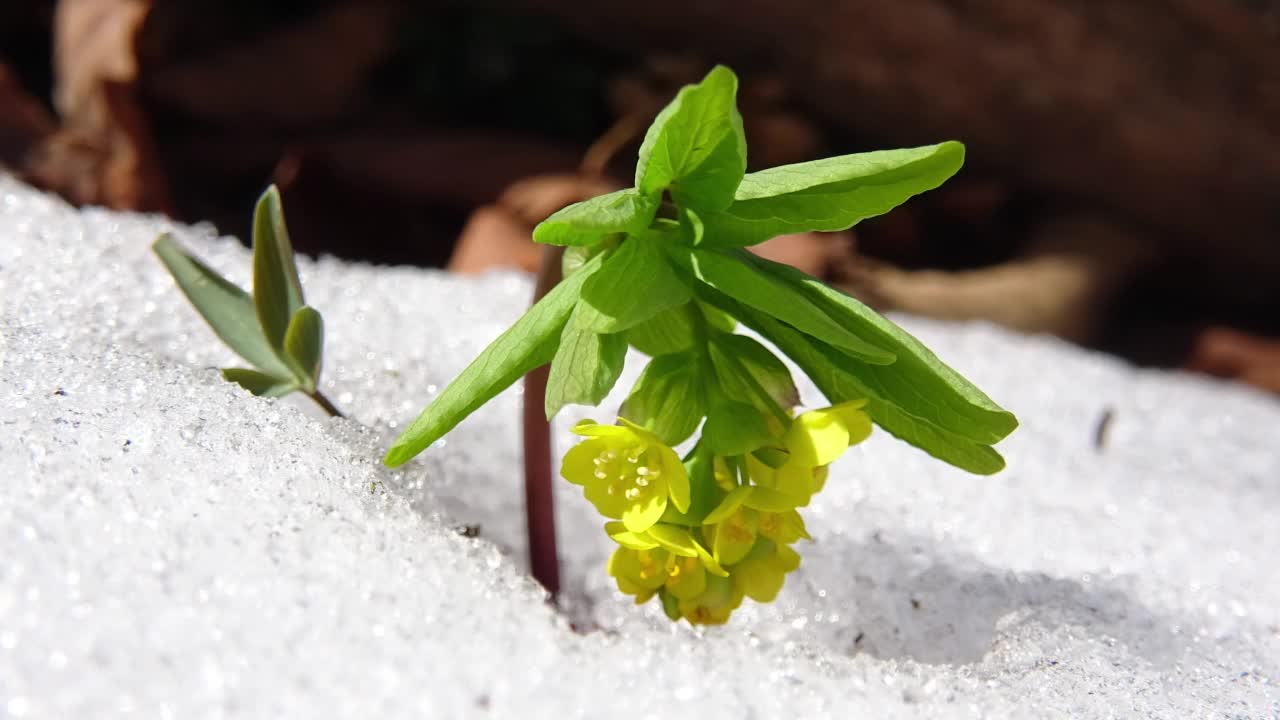 韩国大榄周围的积雪融化过程视频素材