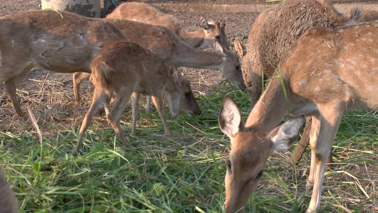 鹿在农场视频素材