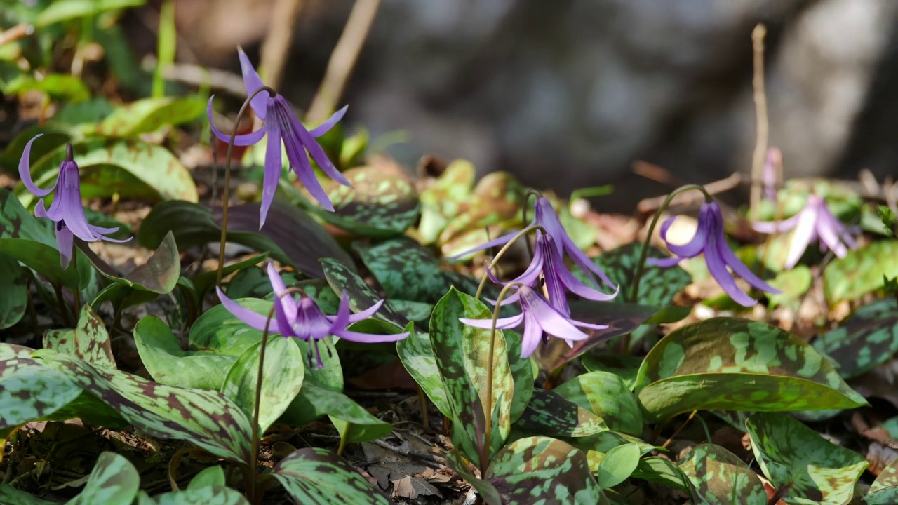 日本紫草(亚洲黄花百合)开花过程/韩国视频素材