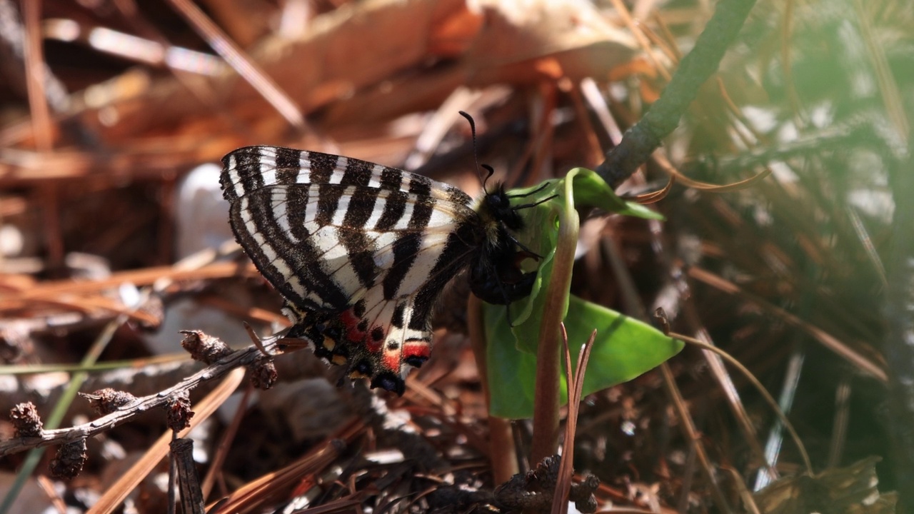 Luehdorfia puziloi飞往细辛sieboldii(野姜)/韩国视频素材