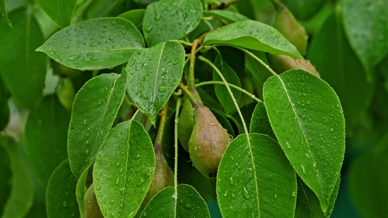 雨滴落在梨树的绿叶上。自然背景。雨后花园里的植物。绿叶纹理的特写视频素材