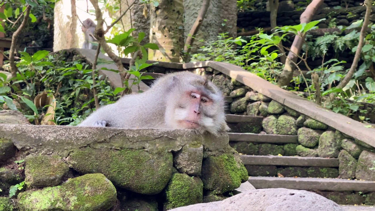 天花。在猴子森林里，一只雄性猕猴懒洋洋地躺在一块岩石上，四处张望。产于亚洲印尼巴厘岛的动物群。野生动物的生活视频素材