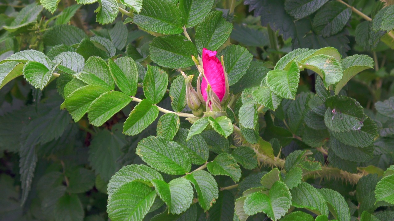 玫瑰臀花蕾视频素材