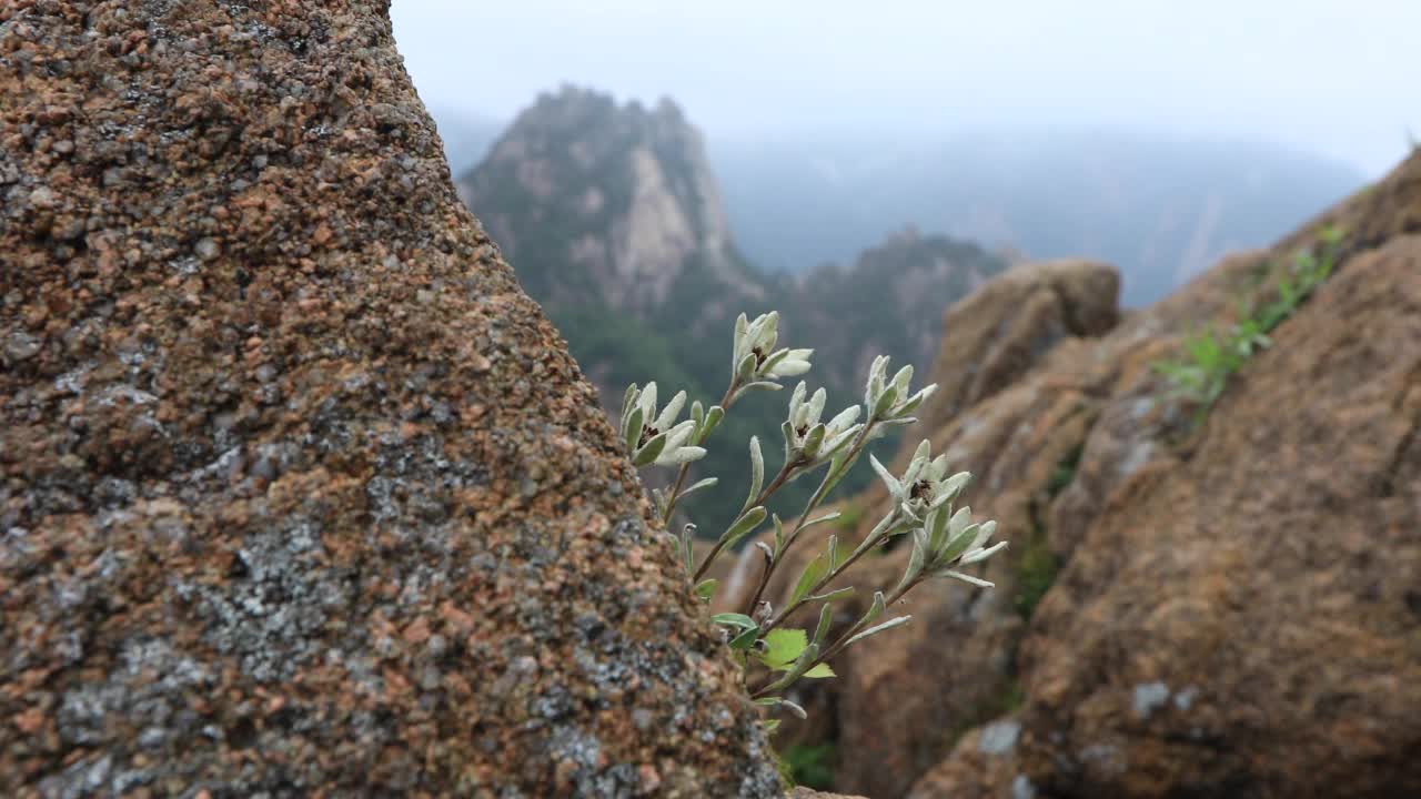 在韩国江原道雪岳山的岩石间盛开的Leontopodium leiolepis视频素材