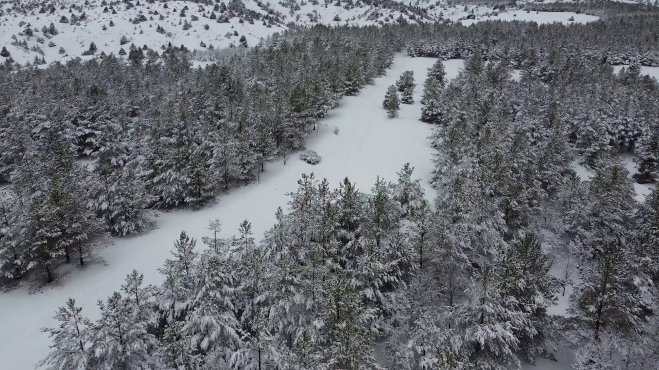 白雪覆盖的松树视频素材