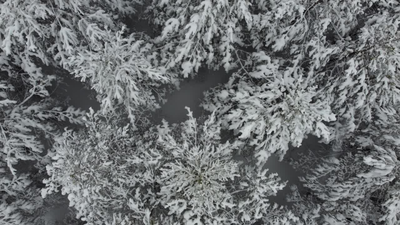 无人机看到白雪覆盖的松树视频素材