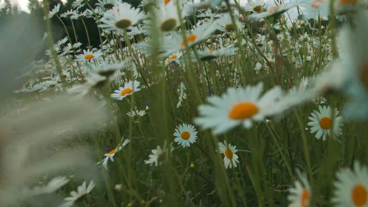 美丽的夏日雏菊在天空的背景下。有创造力。明亮的草地雏菊在天空的背景下。夏天草地上的花视频素材