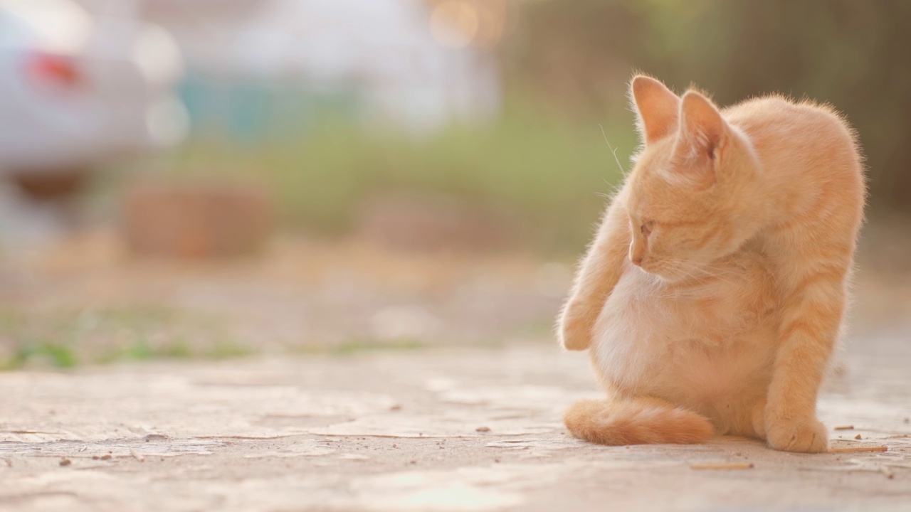 猫把自己洗得井井有条视频素材