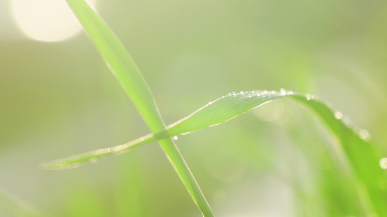 新鲜的青草和露珠近在咫尺。雨后的水珠落在新鲜的草地上视频素材