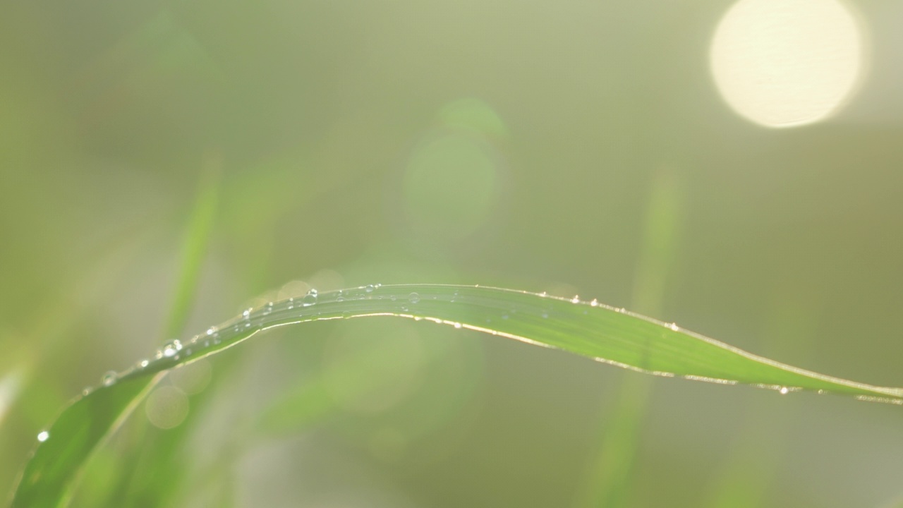 新鲜的青草和露珠近在咫尺。雨后的水珠落在新鲜的草地上视频素材